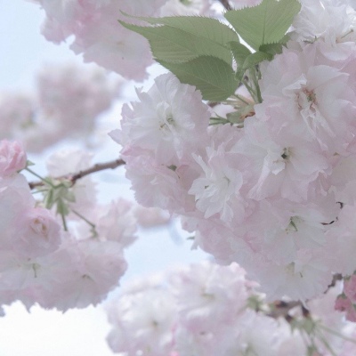 宁武FurryQQ群介绍